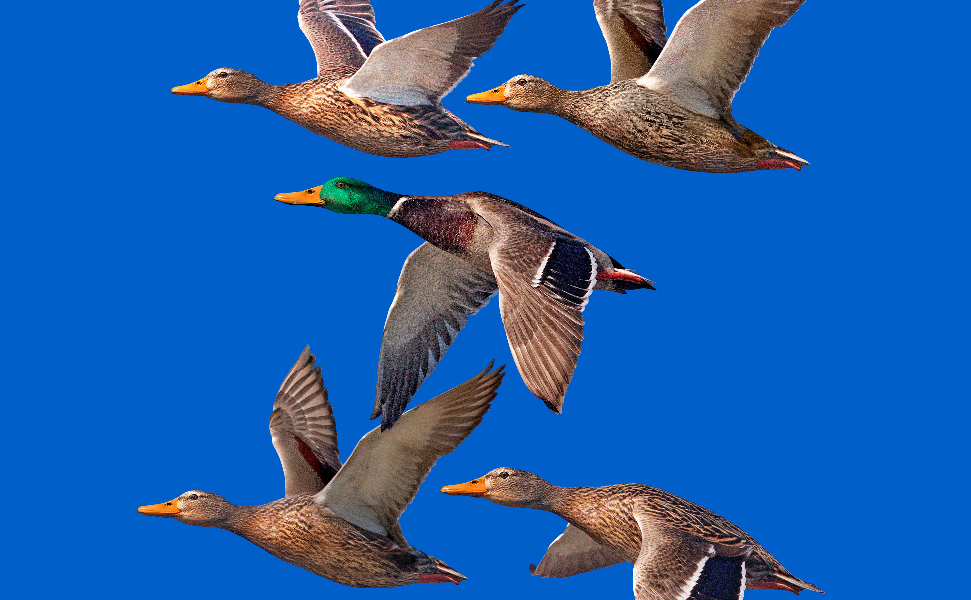 Утки Чебоксары 550 лет